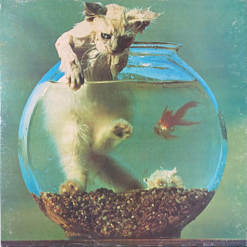 A pale, fluffy kitten peering into a spherical glass fishbowl containing a goldfish and pebbles.