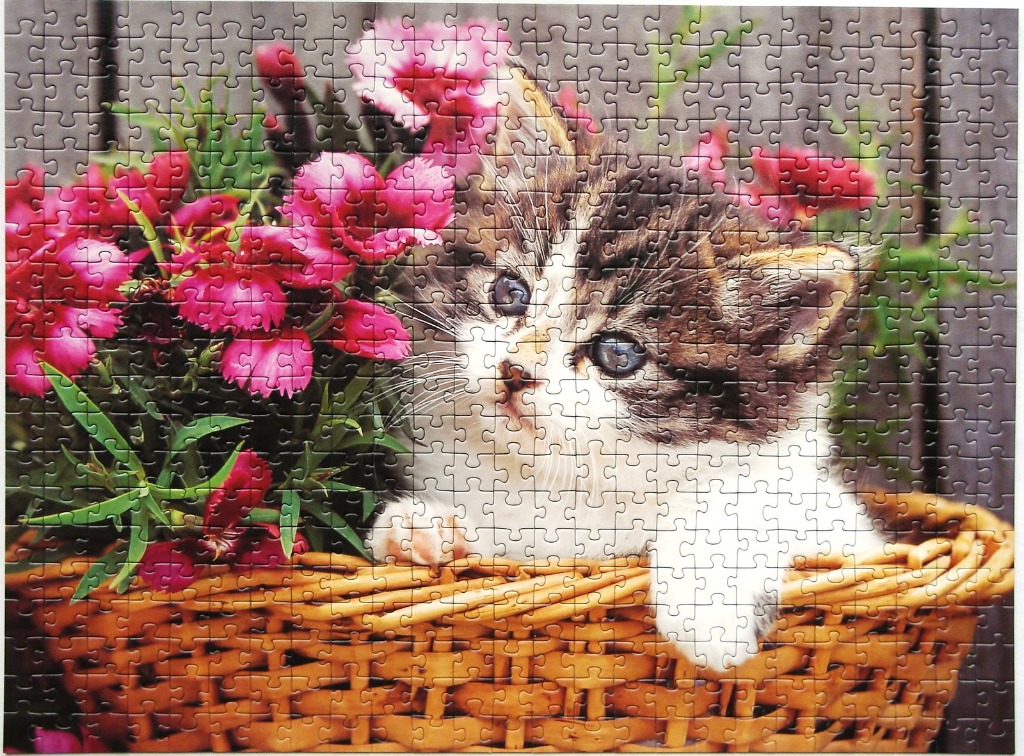 A fluffy kitten peering out of a woven basket next to a cluster of bright pink dianthus flowers.