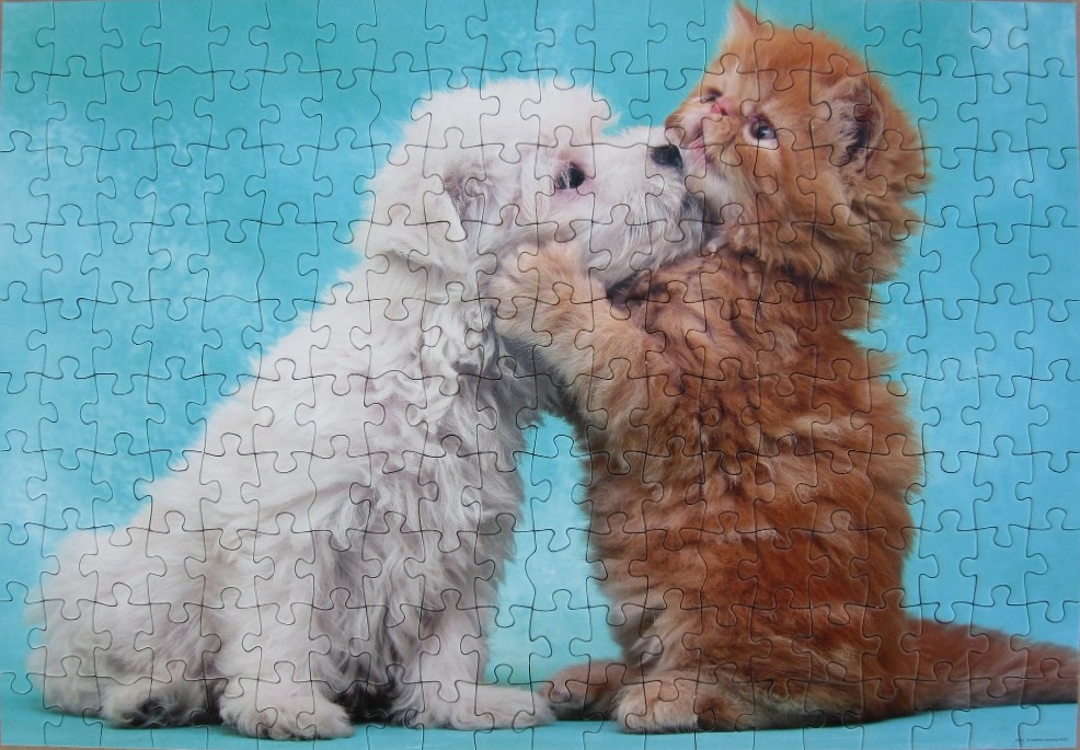 A small white puppy and a fluffy orange kitten face each other affectionately against a teal background.