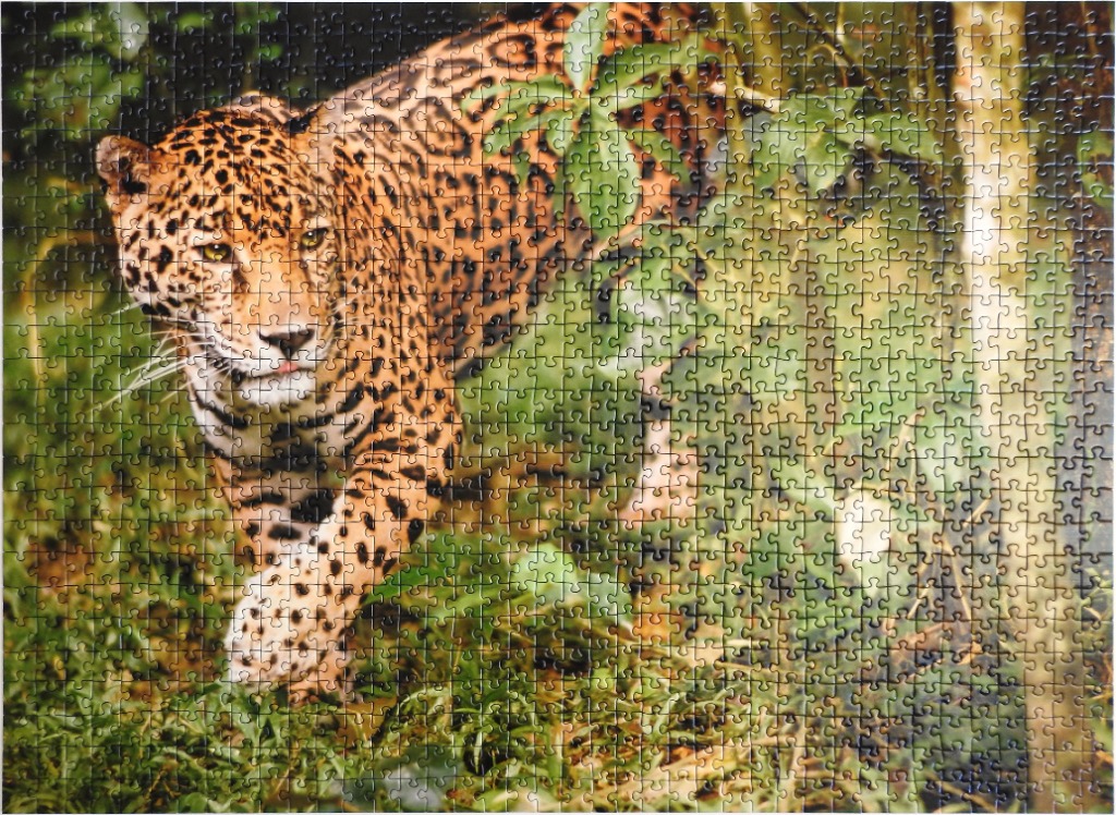 A jaguar prowling through a dense, sun-dappled jungle environment.