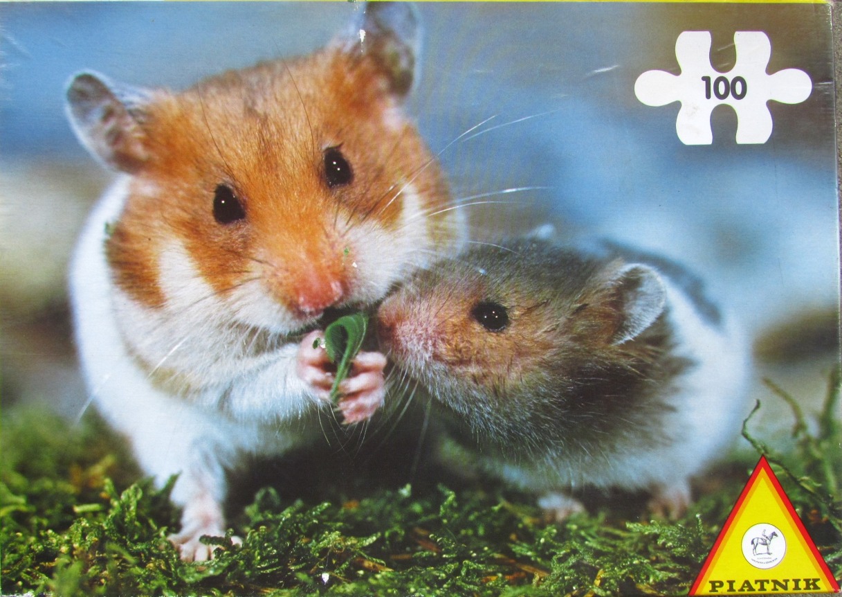 Two hamsters side by side on a patch of green moss