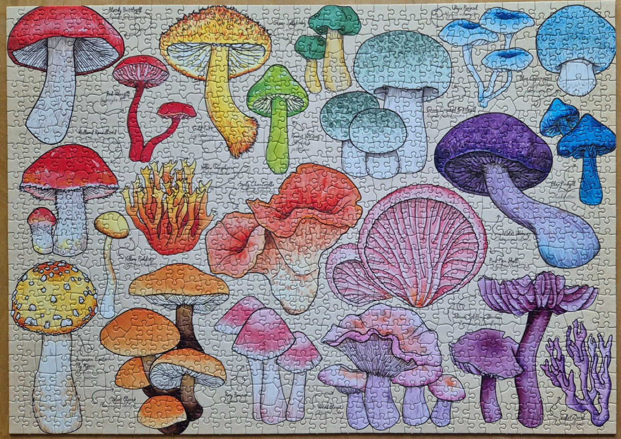 An illustrated collection of colorful, diverse mushrooms labeled with their scientific names against a neutral background.