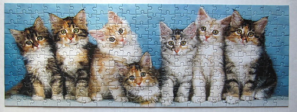 A panoramic studio photograph of six fluffy kittens lined up against a light blue background.