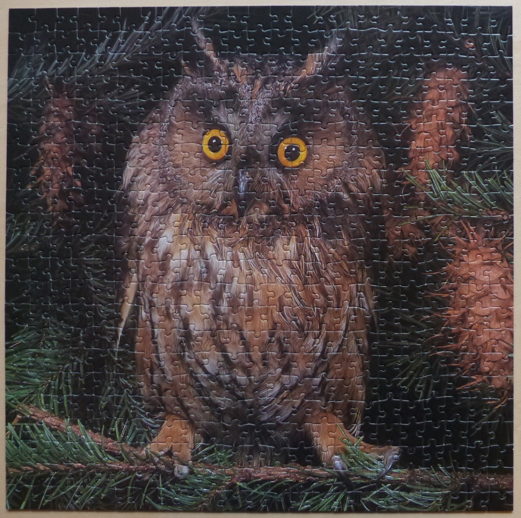 A close-up photograph of a long-eared owl perched on a branch within a dense, dark pine forest.