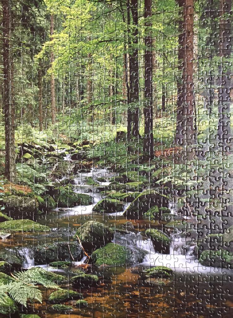 A tranquil forest stream flowing over mossy stones among tall trees.