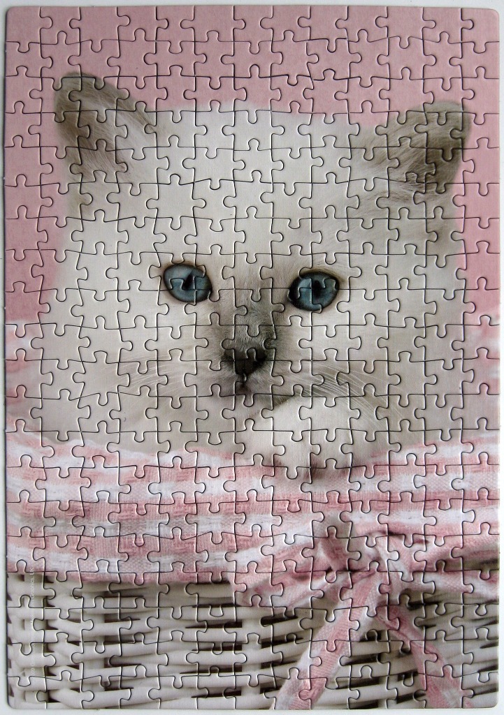 Close-up portrait of a fluffy white kitten with bright blue eyes resting in a basket decorated with a pink ribbon.