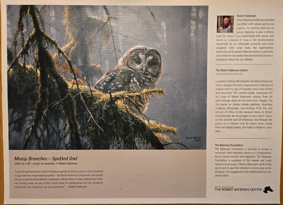 An illustration of a spotted owl perched on a mossy branch in a forest.