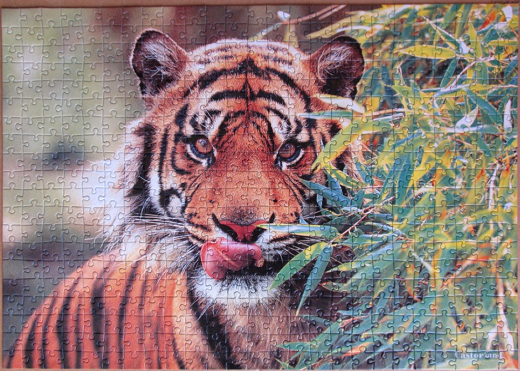 A close-up photograph of a tiger peeking through bamboo foliage, with its tongue out.