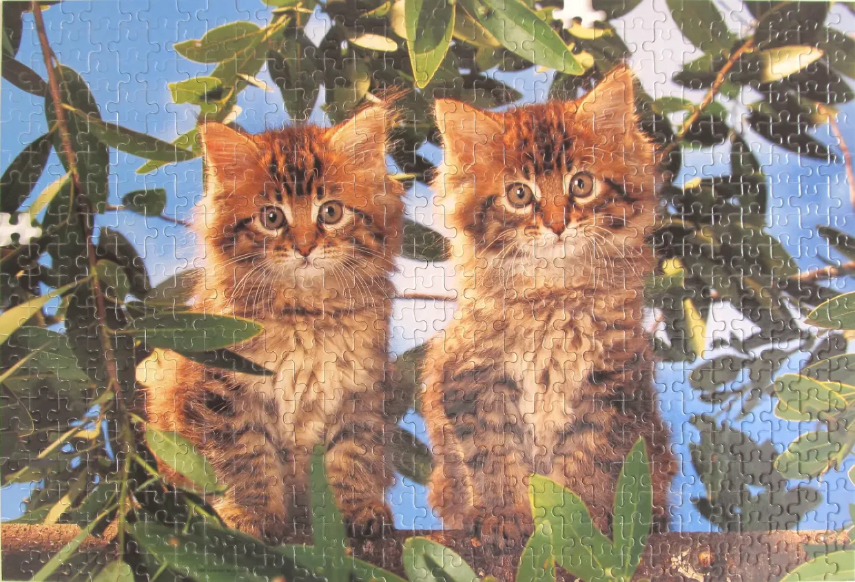 Two fluffy tabby kittens sitting on a ledge against a background of tree leaves and blue sky.