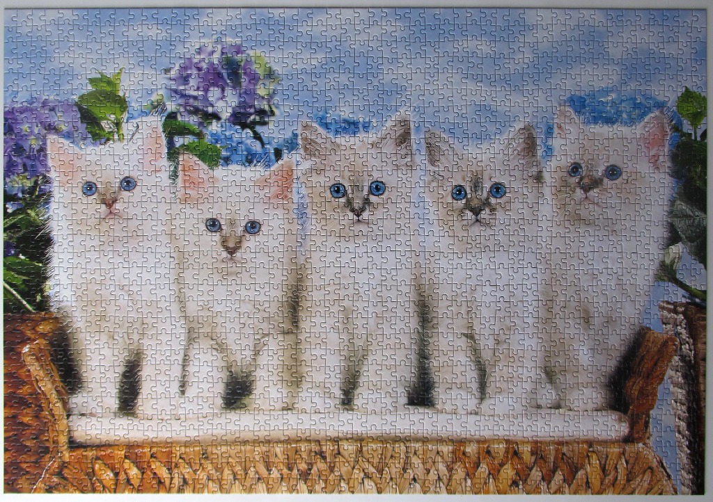 Five fluffy, white kittens with bright blue eyes sitting side-by-side in a wicker basket.