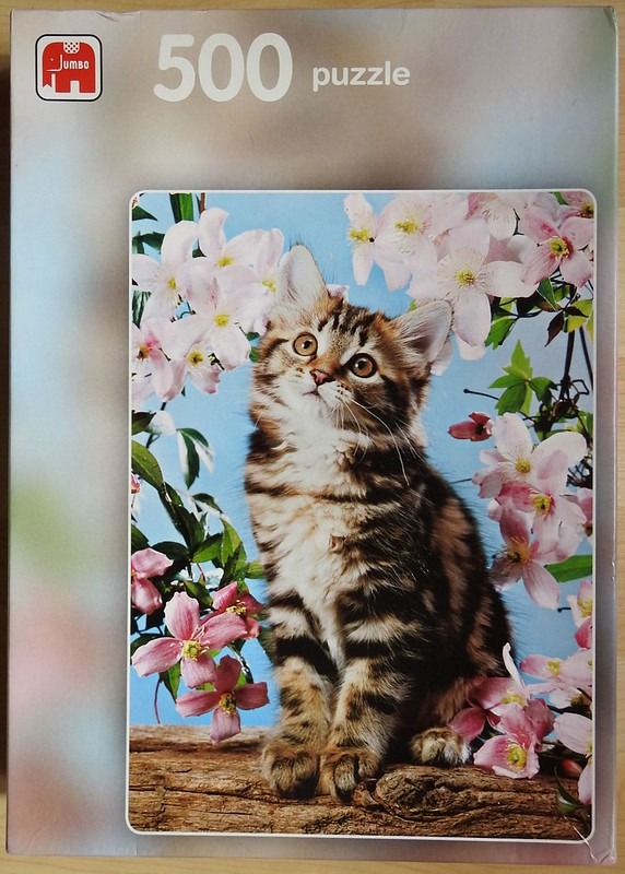 A fluffy brown tabby kitten sitting on a log surrounded by pink clematis flowers against a blue sky.