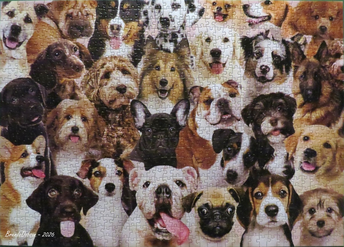 A crowded, vibrant collage of many different dog breeds looking directly at the viewer.