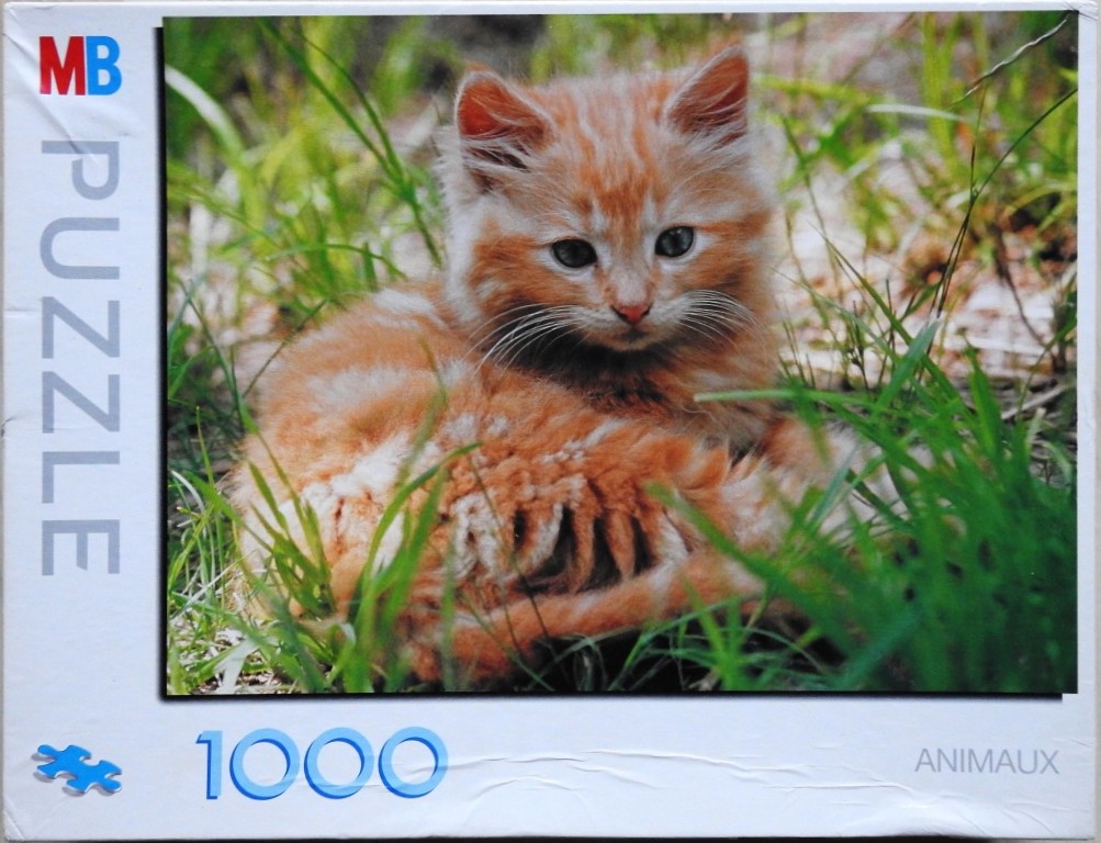 A close-up, fluffy orange tabby kitten sits resting in green grass.