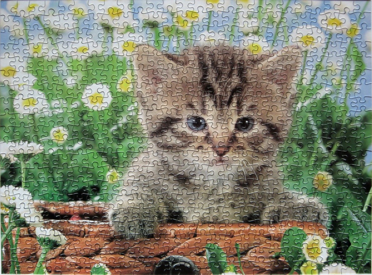 A fluffy tabby kitten sitting in a woven basket surrounded by daisies in a field.