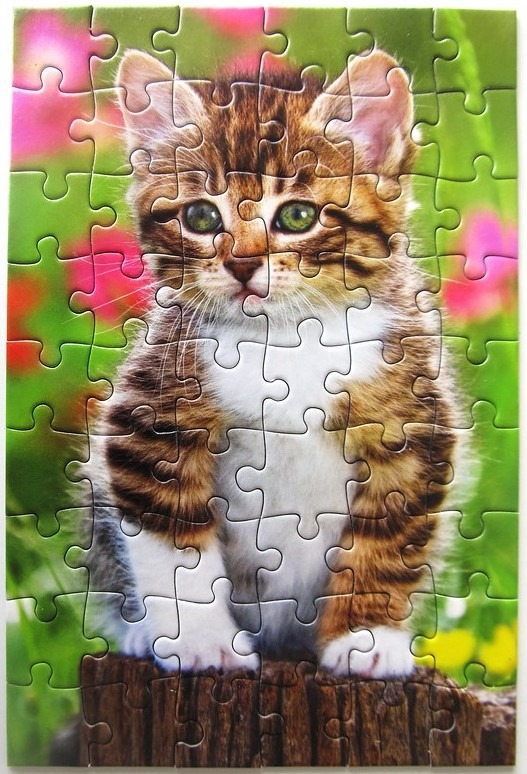 A close-up portrait of a fluffy brown tabby and white kitten sitting on a wooden log in a garden.