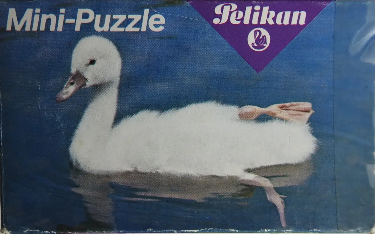 A young white swan cygnet swimming on deep blue water.