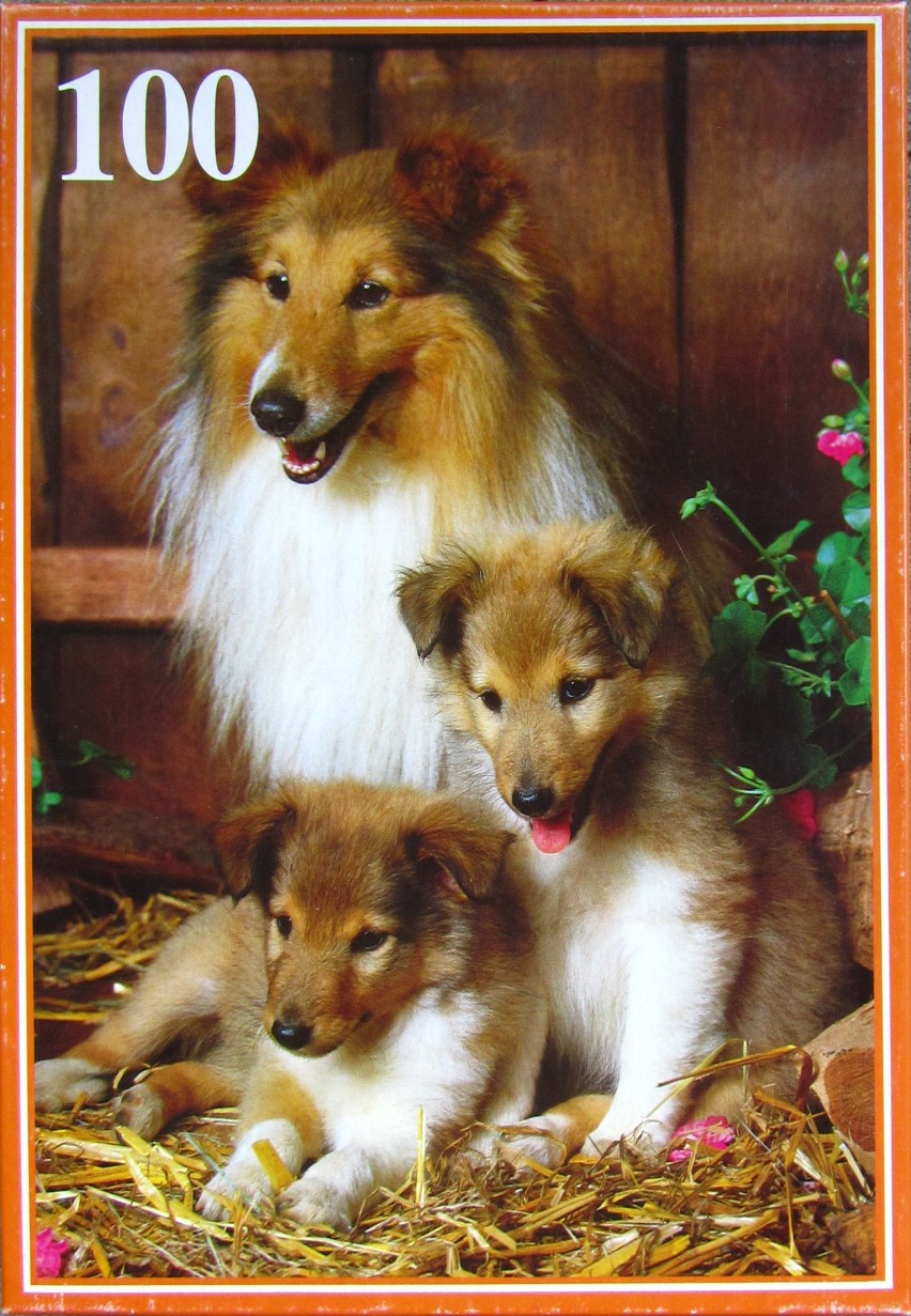 An adult Sheltie dog and two puppies resting in straw against a wooden background.