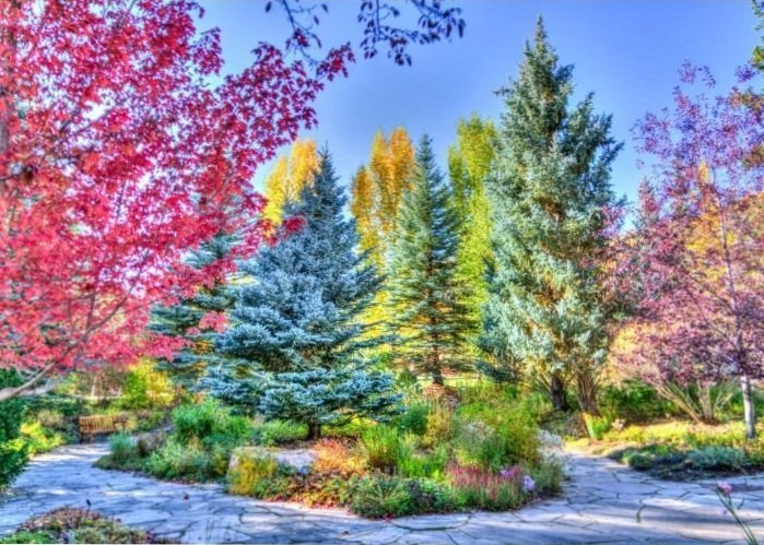 A vibrant autumn garden with blue spruce trees, bright red foliage, and a stone path under a clear blue sky.