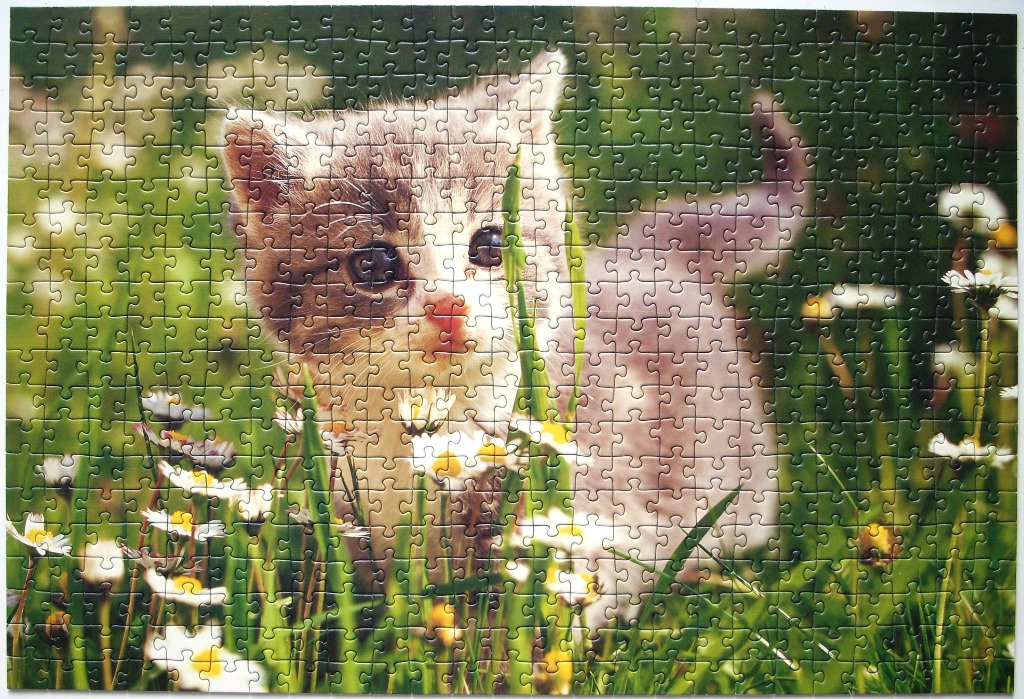 A close-up photograph of a fluffy grey and white kitten peeking through a patch of green grass and white daisies.