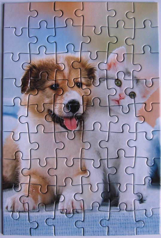 A puppy and a kitten sitting side-by-side in a studio portrait.