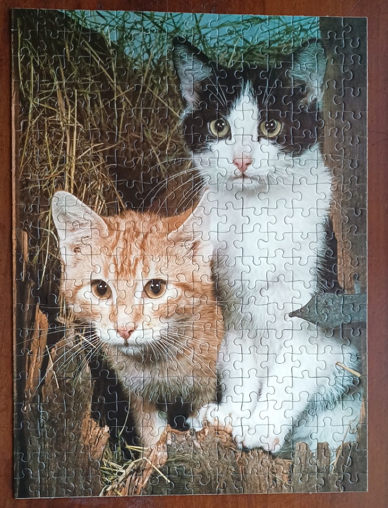 Two kittens, one orange tabby and one black and white, peeking out from a wooden structure.