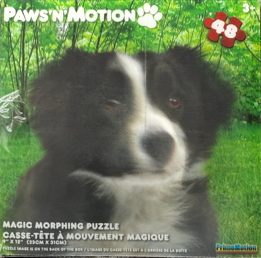 A close-up photograph of a black and white Border Collie winking in a grassy forest setting.