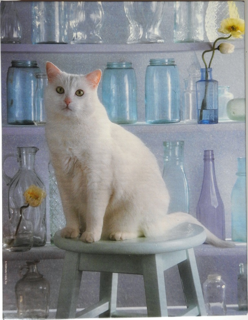 A white cat sitting on a pale blue stool in front of shelves filled with glass bottles.