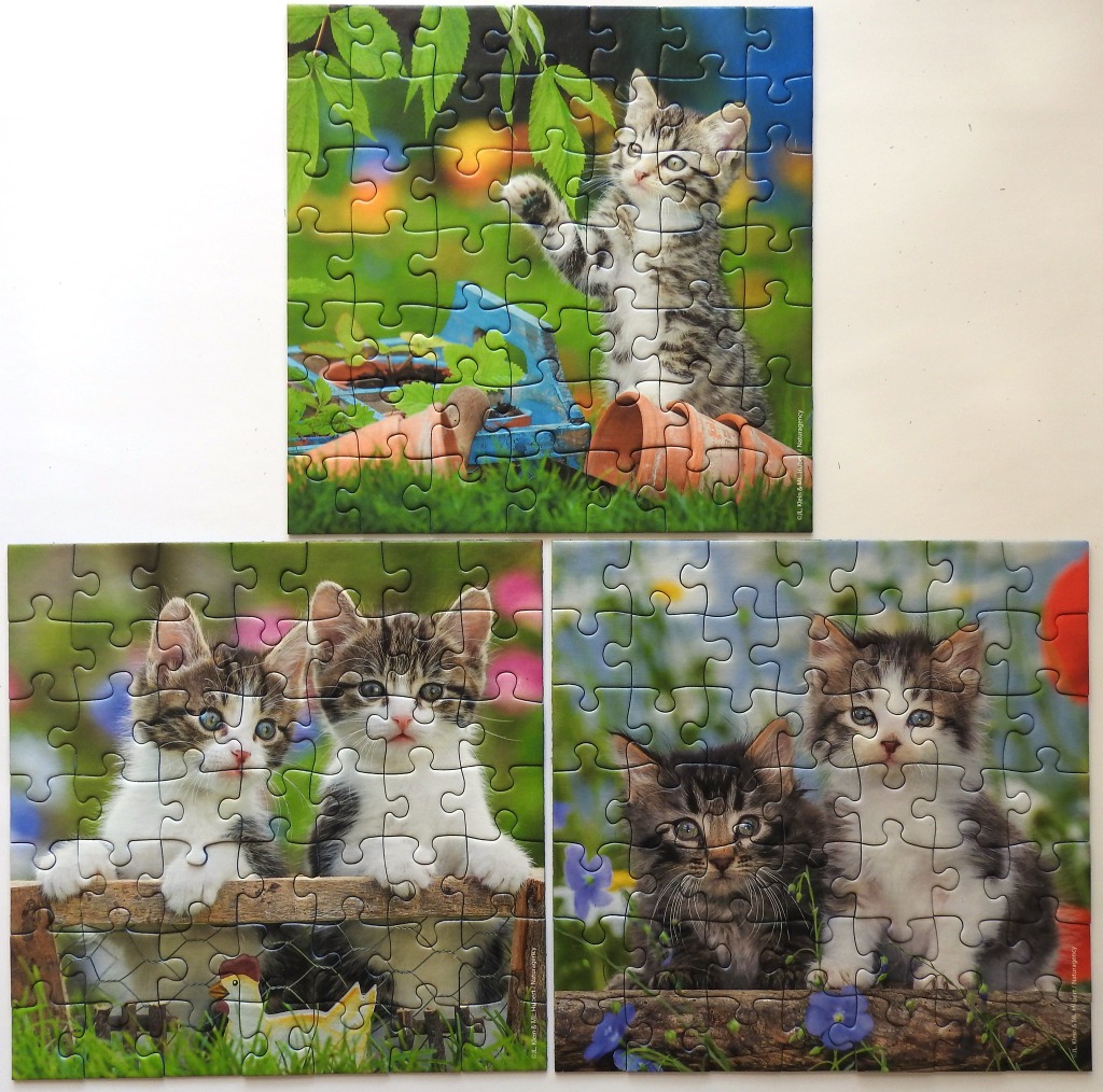 Three separate images featuring fluffy tabby and white kittens in garden settings.