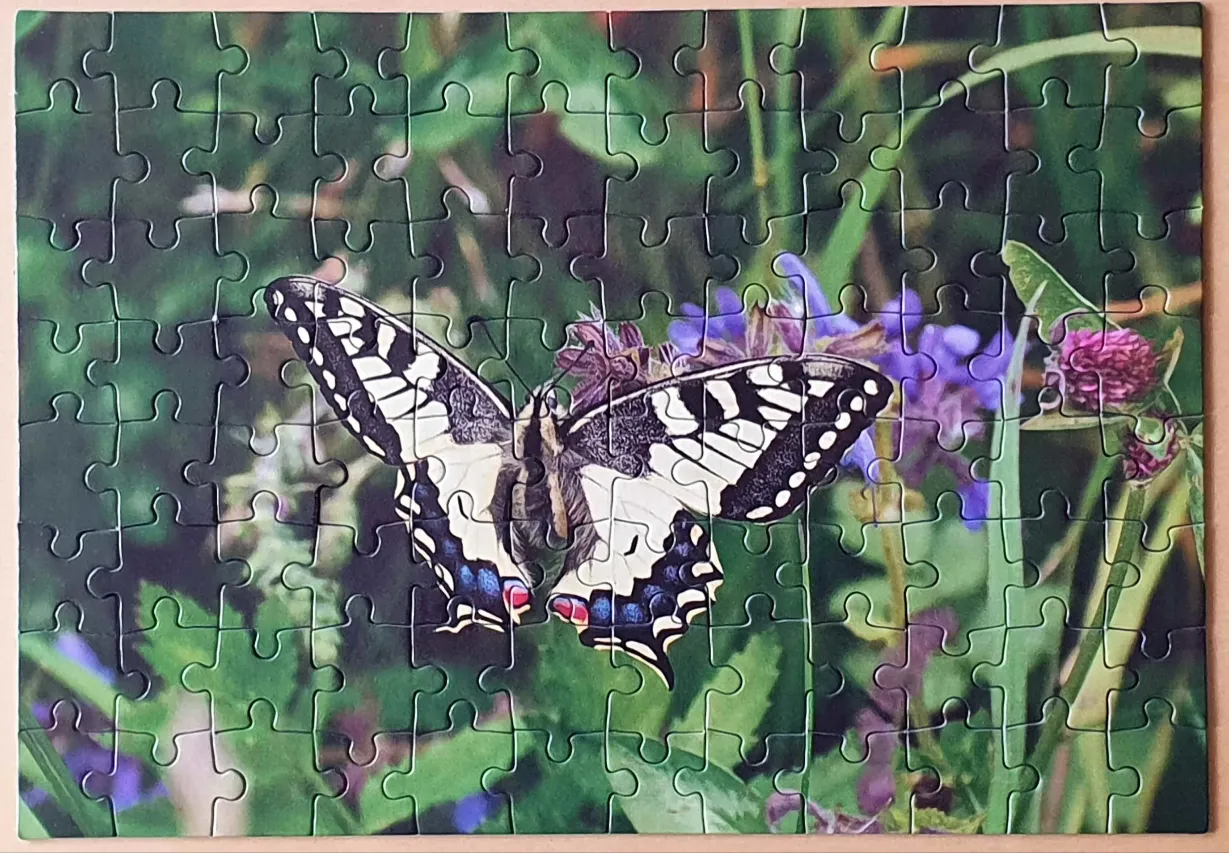A close-up photograph of a swallowtail butterfly perched on purple flowers amidst lush green foliage.