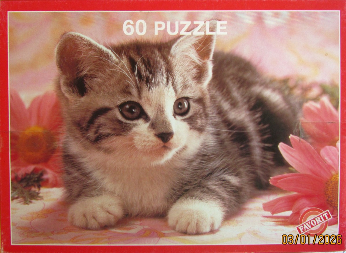 Close-up portrait of a fluffy grey and white tabby kitten lying among pink flowers.
