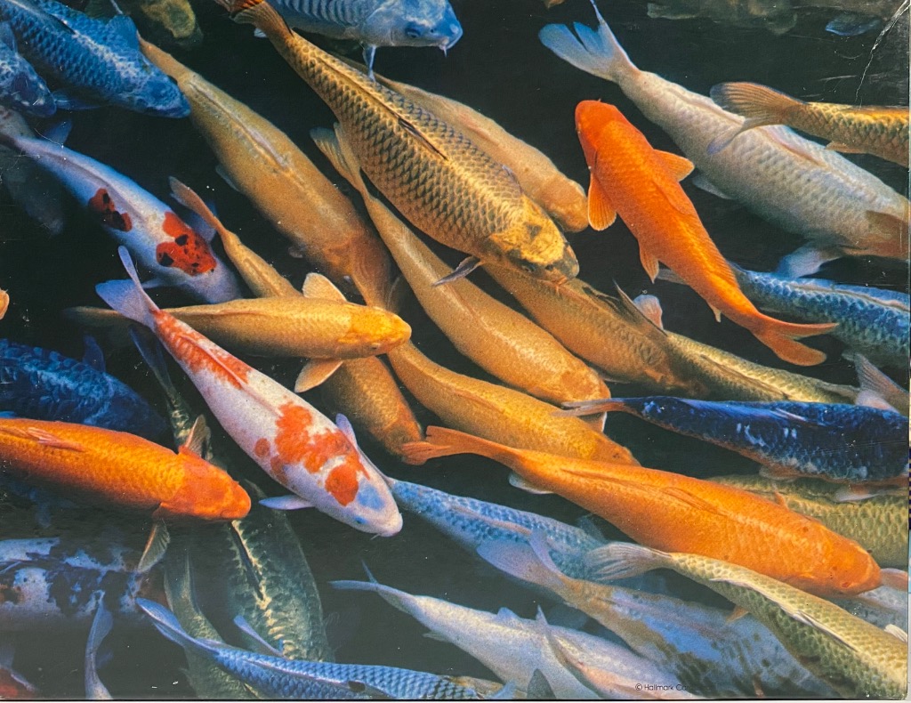 A dense group of colorful koi fish swimming in a dark pond.