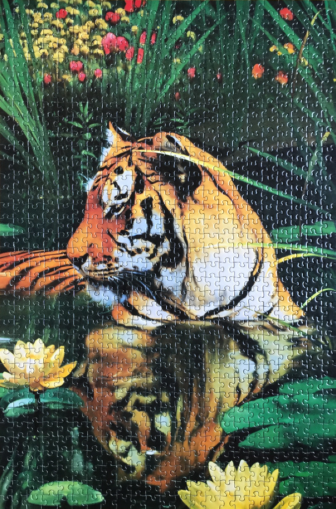 A tiger looking down at its reflection in a dark pond filled with water lilies and lush green plants.