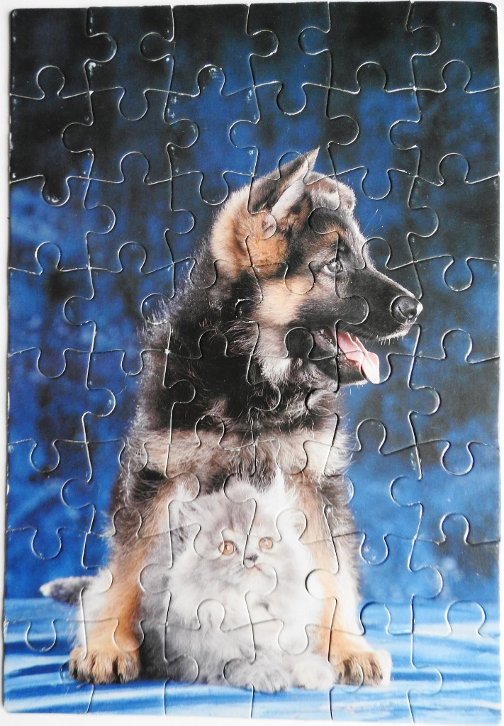 A German Shepherd puppy sitting behind a fluffy white kitten against a deep blue background.
