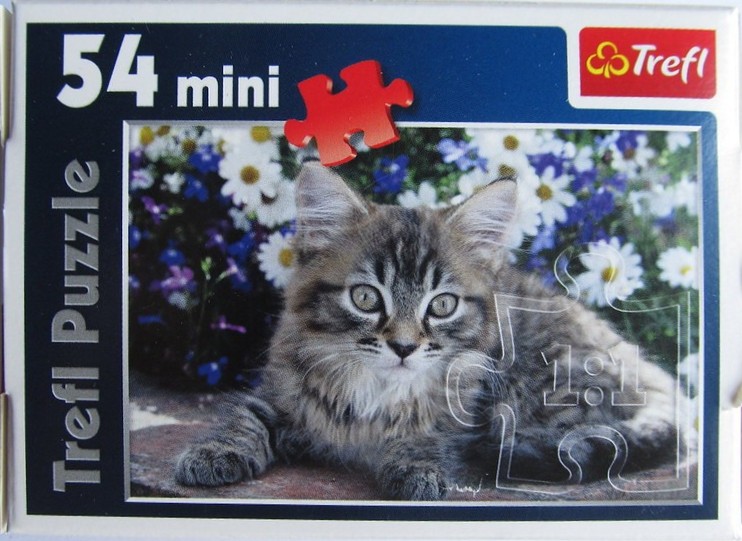 A fluffy tabby kitten sitting in front of a garden of white daisies and purple flowers.