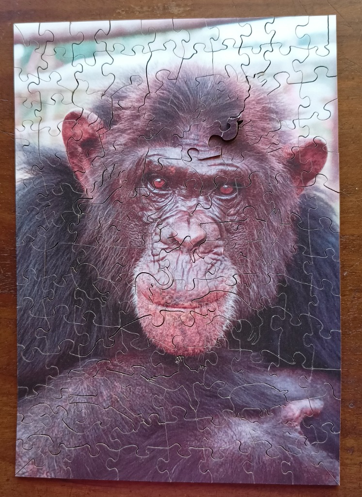 Close-up portrait of a chimpanzee with reddish eyes looking directly at the camera.