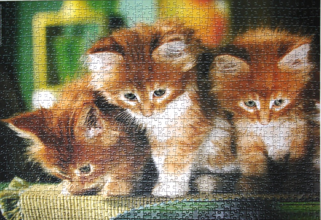 Three fluffy orange tabby kittens huddled together
