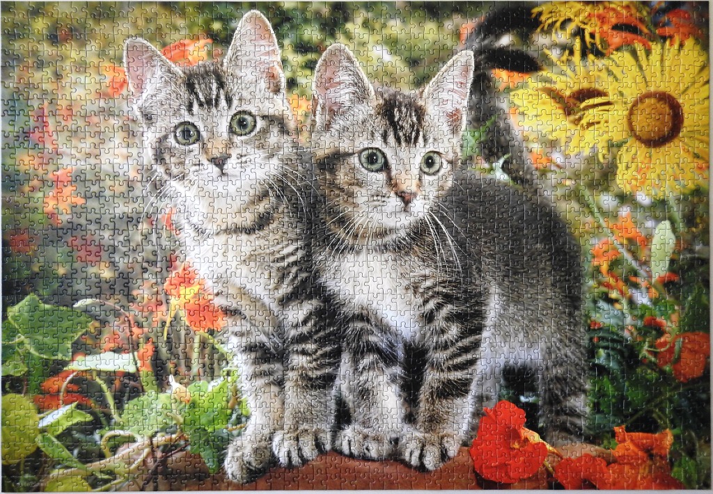 Two tabby kittens standing together in a vibrant, sunlit flower garden.