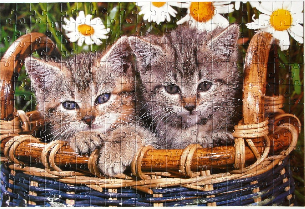 Two fluffy tabby kittens sitting in a woven basket amidst white daisy flowers.