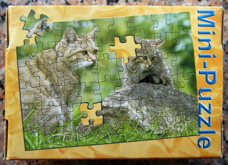 Two tabby cats in a grassy outdoor setting