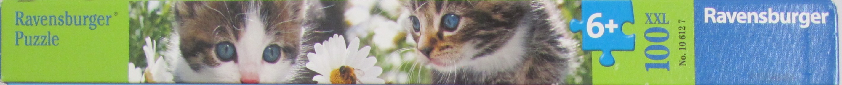 Kitties & Daisies