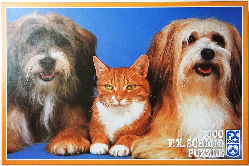 A close-up photograph of a cat flanked by two long-haired dogs against a solid blue background.