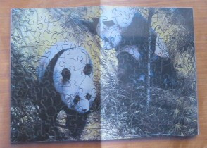 Two giant pandas in a dense bamboo forest.