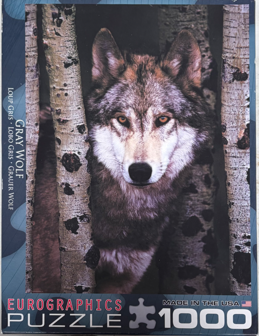 A close-up portrait of a gray wolf peering through narrow birch tree trunks.