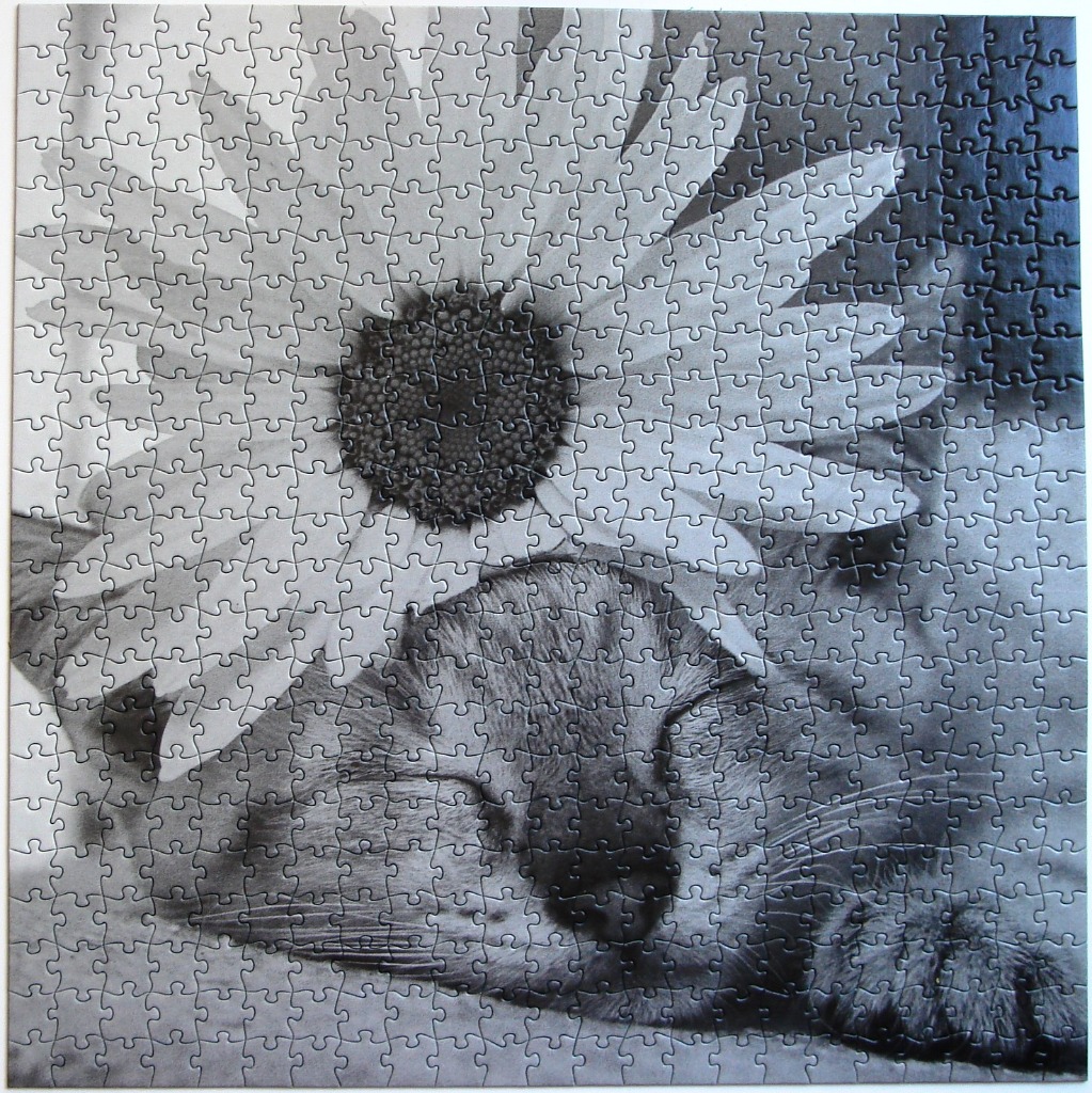 A black and white photograph of a sleeping kitten resting behind a large daisy flower.