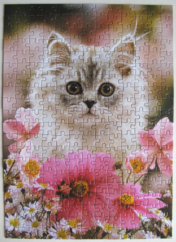 A close-up portrait of a fluffy long-haired kitten surrounded by vibrant pink flowers.