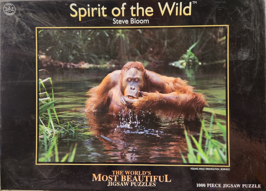 A photograph of a young male orangutan wading through shallow water in a forest setting.