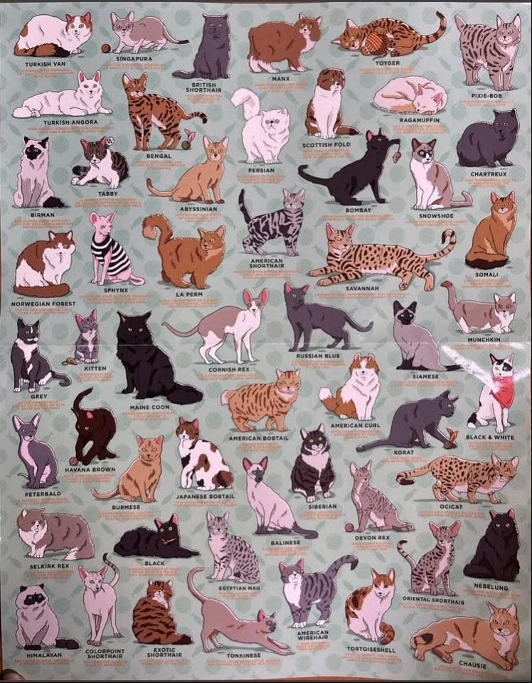 An illustrated grid featuring numerous cat breeds in various poses on a light green background with white polka dots.