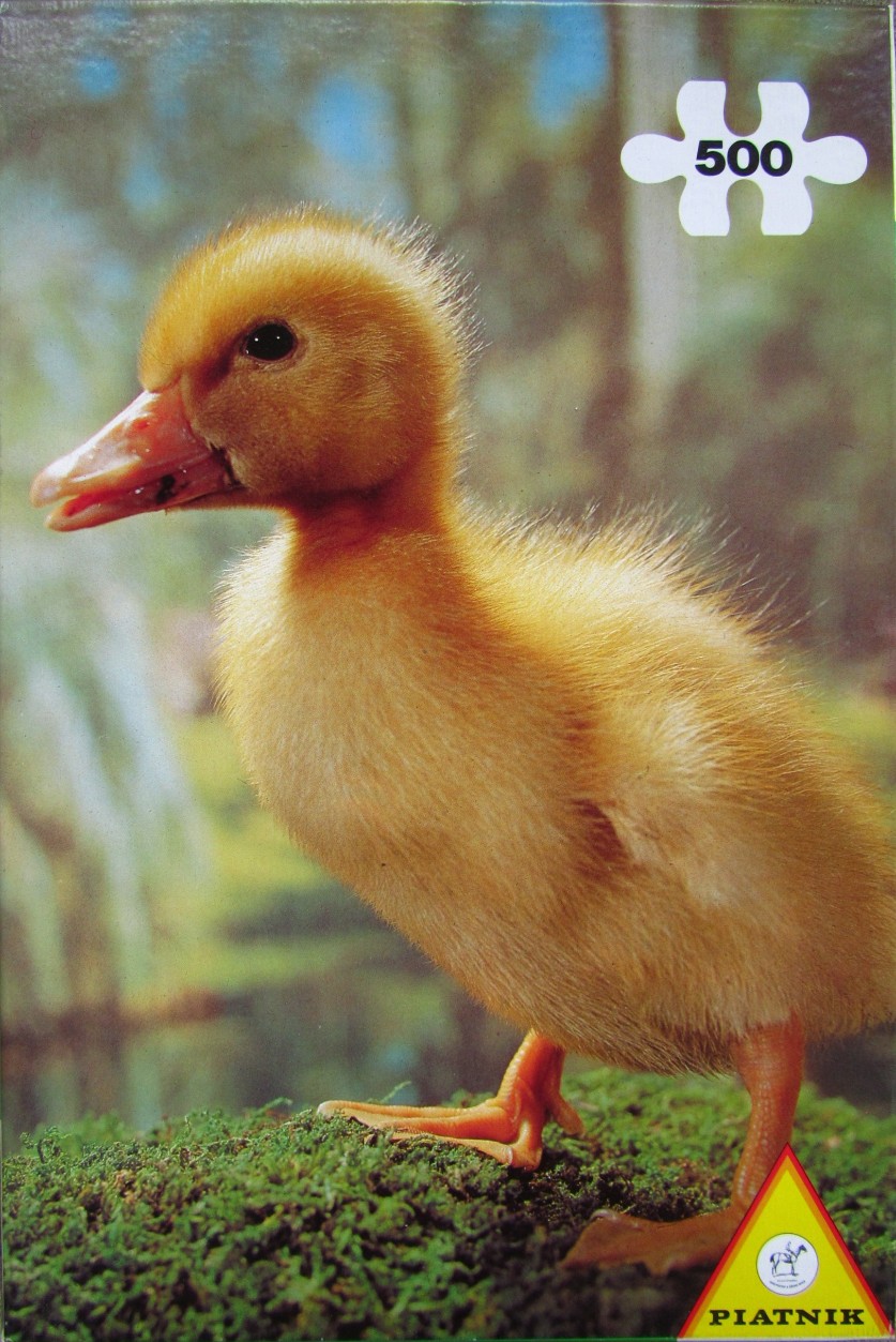 A close-up photograph of a fluffy yellow duckling standing on a patch of green moss.