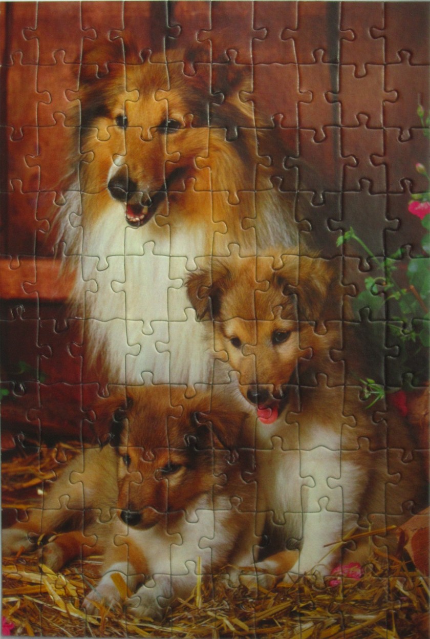 An adult Rough Collie and two puppies posing together in a rustic barn setting with straw.