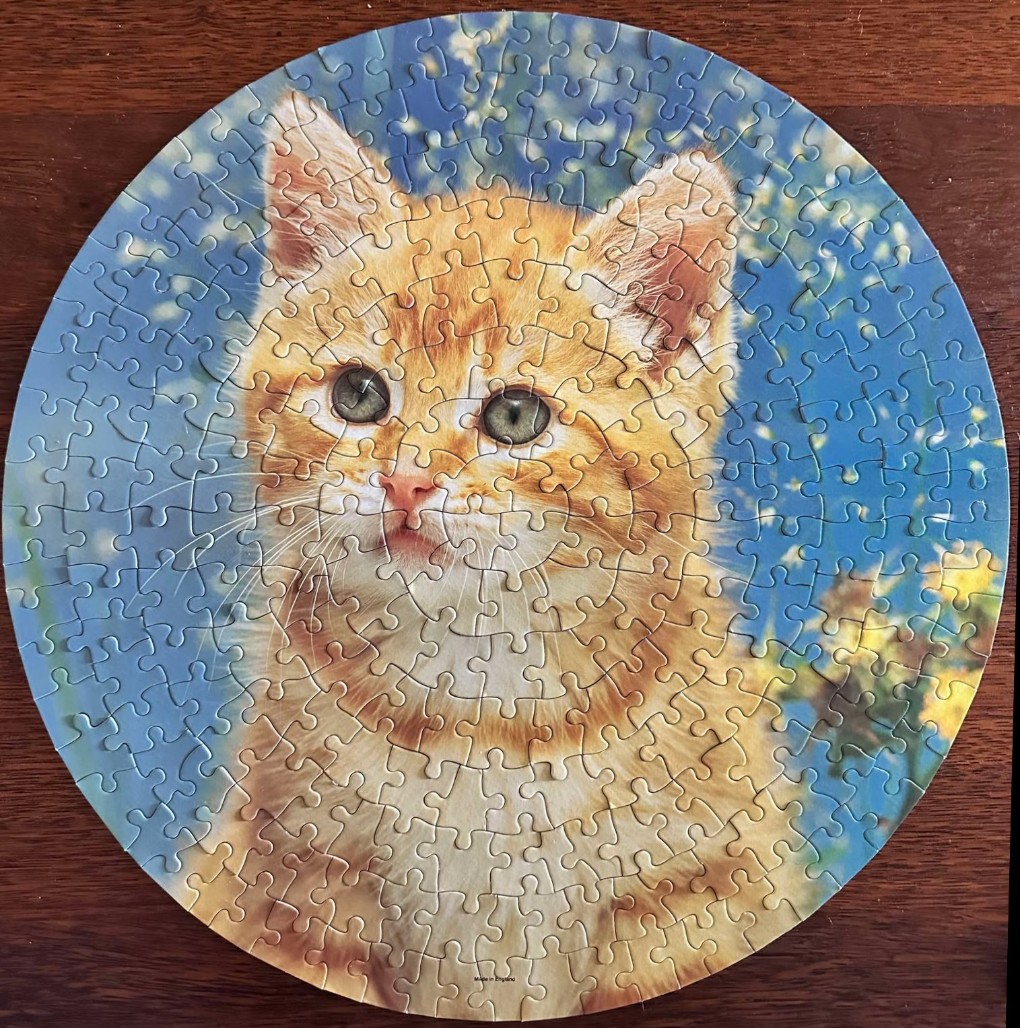Portrait of an orange tabby kitten against a blue, sun-dappled background.
